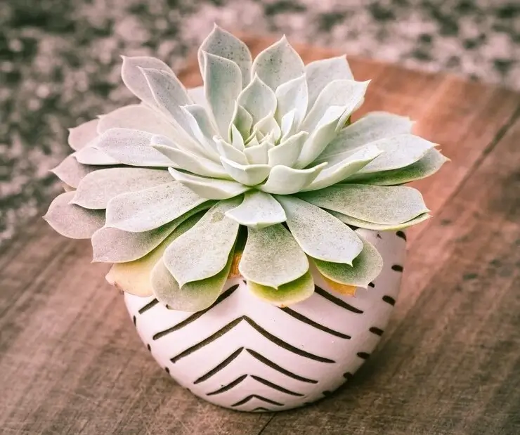 Vaso de suculenta, uma das flores mais buscadas para presente no dias mães;Vaso de suculenta, uma das flores mais buscadas para presente no dias mães.